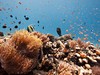 Zanzibar diving